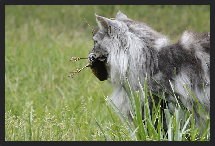 Maine Coon tient un oiseau dans sa gueule