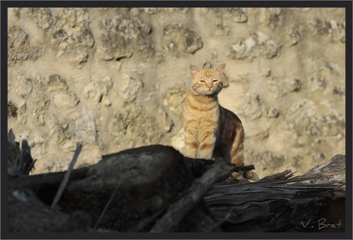 Chat Haret sur un tas de bois