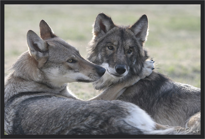 Tendresse entre hybrides de loups américains, American Wolfdogs