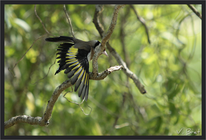 Chardonneret élégant sur une branche aile déployée