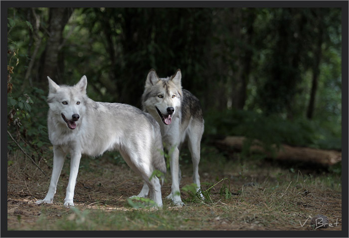 Couple d'hybrides de Loups Américains dans la forêt, American Wolfdog