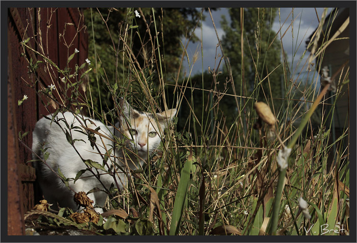Chat de Gouttière dans les herbes