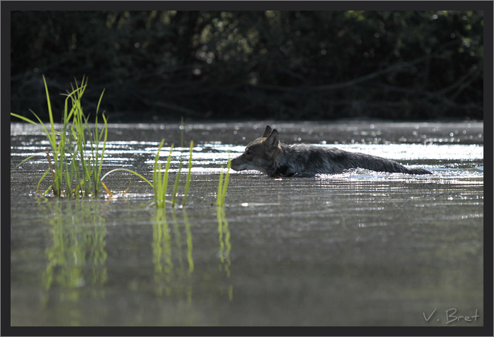 Hybride de Loup Américain nageant dans un lac, American Wolfdog