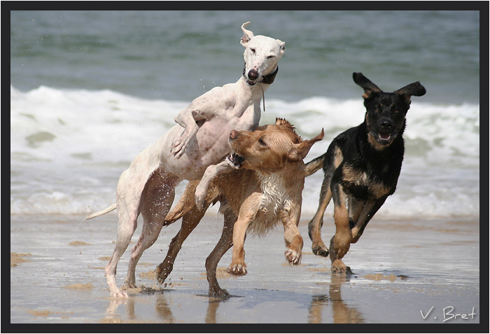 Galgo, Labrador et Cane-Corso à la plage