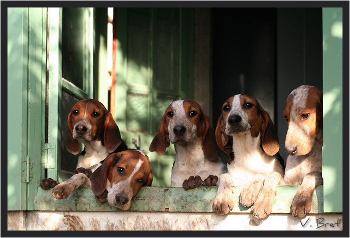 Beagles à la fenêtre