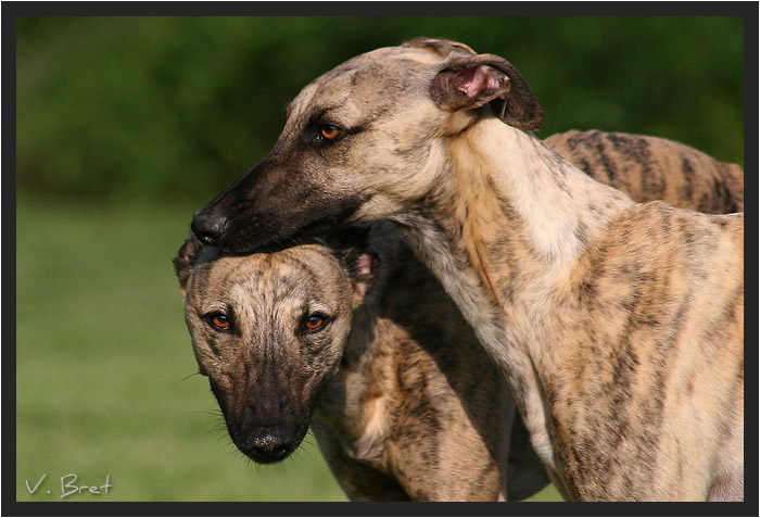 Tendresse de Whippets, têtes face et profil