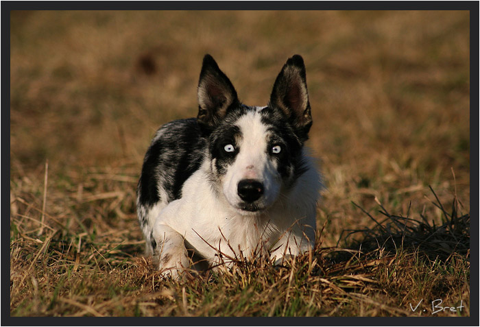 Regard bleu écarquillé de Border Collie prêt à bondir