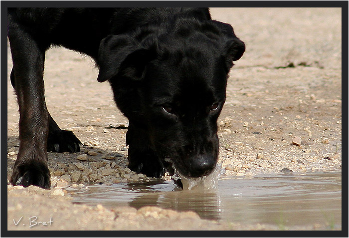 Labrador noir qui boit dans une flaque