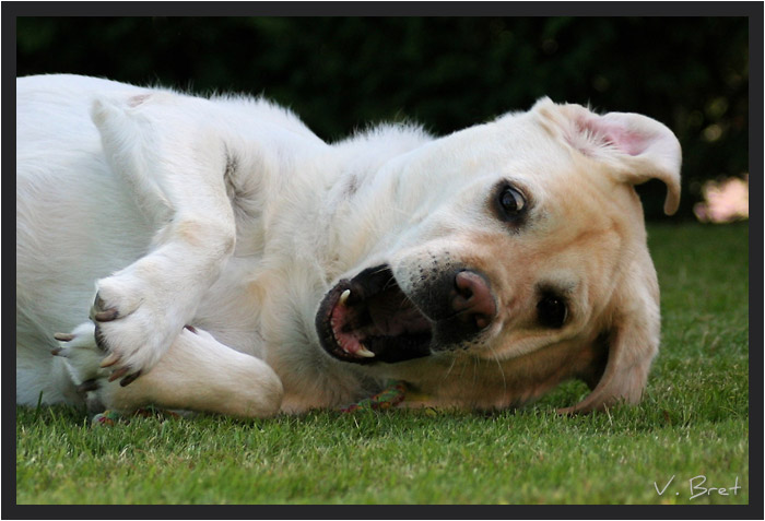 Labrador sable qui rit couché sur le gazon