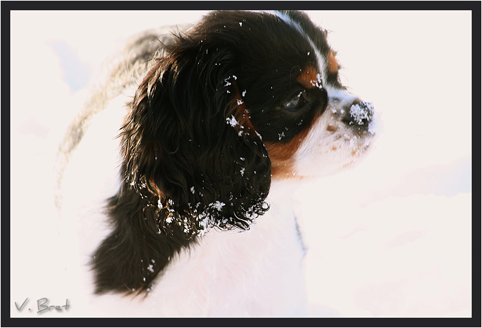 Cavalier King Charles sous la neige