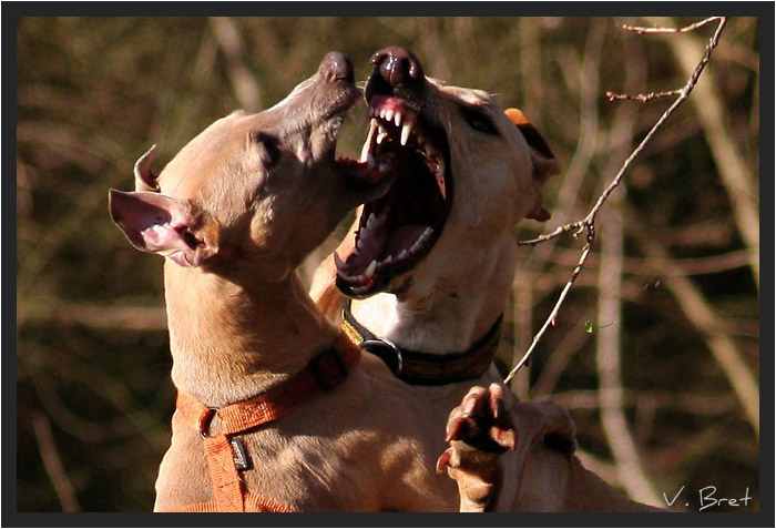 Bagarre de Whippet et Galgo tous crocs dehors