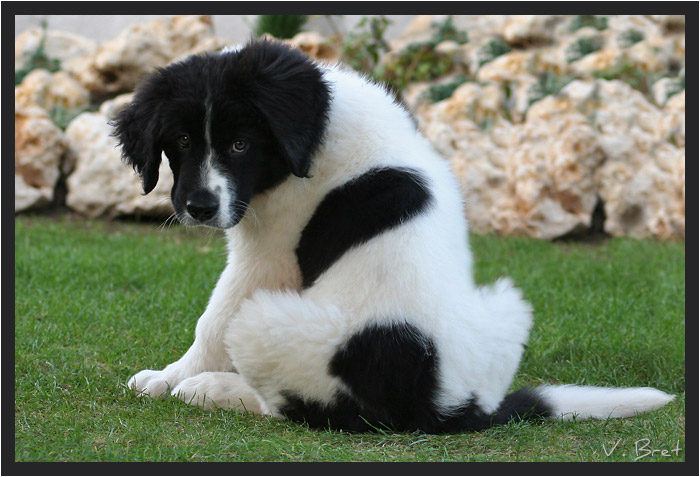 Bébé Landseer assis de dos qui se retourne