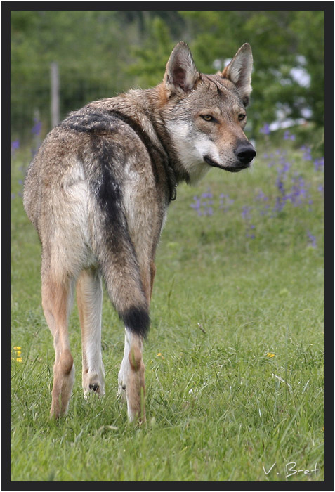 Hybride de loup Américain croisé Chien Loup Tchécoslovaque de dos qui se retourne