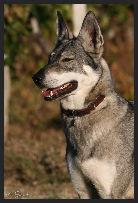 Portrait de Chien Loup Tchécoslovaque croisé Chien Loup de Saarloos 