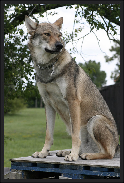 Hybride de Loup Américain croisé Chien Loup Tchécoslovaque assis