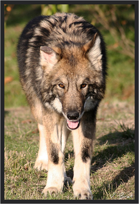 Jeune Hybride de loup Américain debout de face