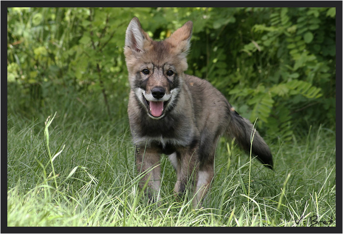 Jeune Hybride de loup américain debout de face, American Wolfdog