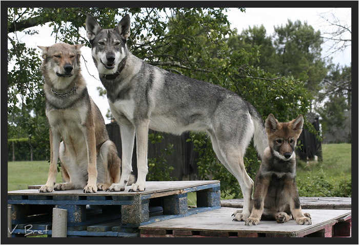 Hybride de loup américain croisé Chien Loup Tchécoslovaque, Chien Loup de Saarloos croisé Chien Loup Tchécoslovaque,
jeune Hybride de loup Américain - American Wolfdog