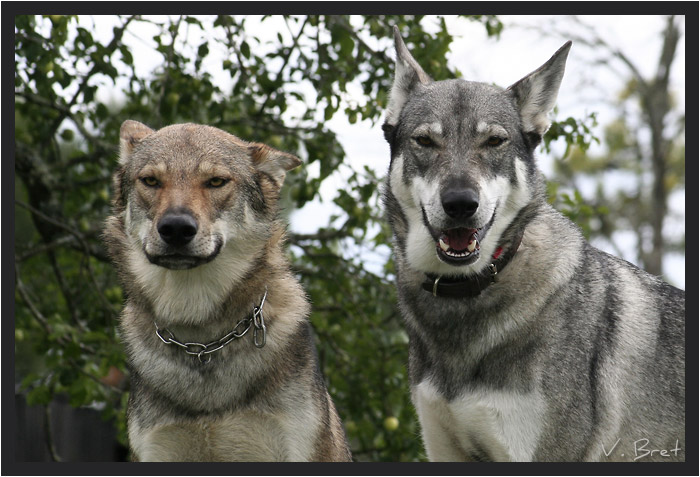 Portrait d'Hybride de loup américain croisé Chien Loup Tchécoslovaque et de Chien Loup de Saarloos croisé Chien Loup Tchécoslovaque