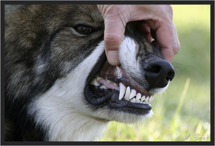 Dents d'un jeune hybride de loup Américain, American Wolfdog 