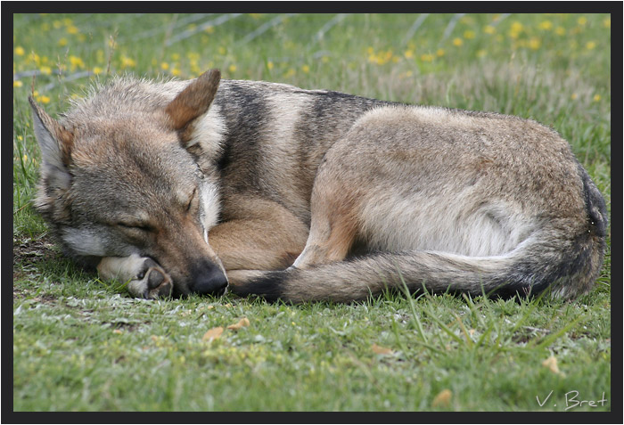 Hybride de Loup Américain croisé Chien Loup Tchécoslovaque qui dort en rond dans l'herbe