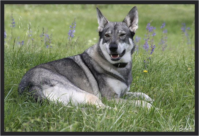 Chien loup de Saarloos crois&eacute; Chien loup Tch&eacute;coslovaque couch&eacute; dans l'herbe