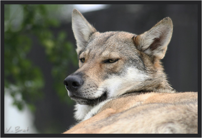 T&ecirc;te hybride de loup Am&eacute;ricain crois&eacute; chien loup Tch&eacute;coslovaque