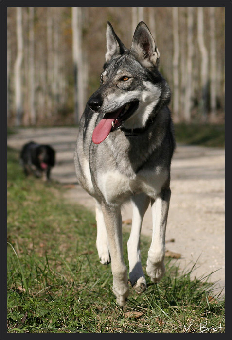 Chien Loup de Saarloos crois&eacute; Chien Loup Tch&eacute;coslovaque qui court sur un sentier dans les bois