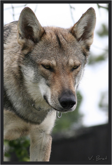 Portrait d'hybride de loup Am&eacute;ricain crois&eacute; Chien Loup Tch&eacute;coslovaque
