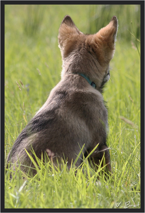 Jeune hybride de loup Am&eacute;ricain assis de dos, American Wolfdog