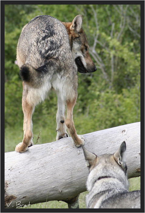 Hybride de loup Am&eacute;ricain crois&eacute; Chien Loup Tch&eacute;coslovaque de dos sur un tronc d'arbre