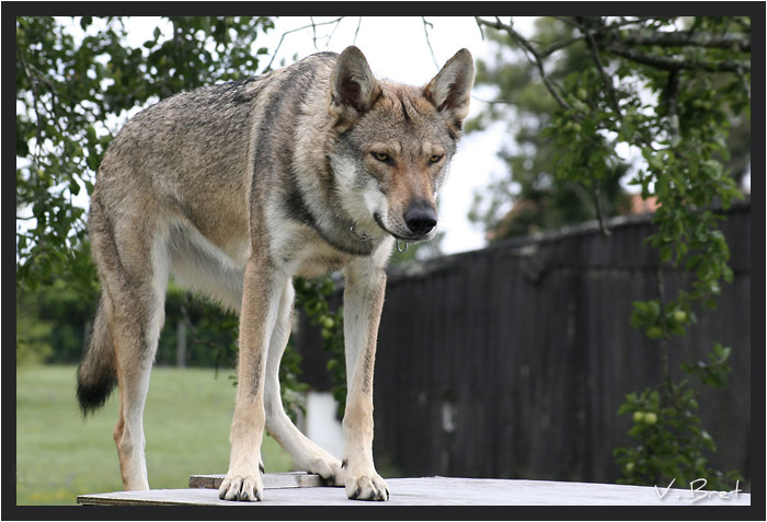 Hybride de loup Am&eacute;ricain crois&eacute; Chien Loup Tch&eacute;coslovaque debout de face
