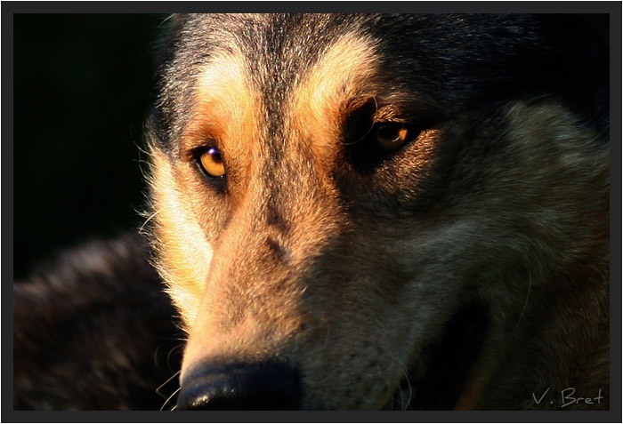 Gros plan des yeux d'un crois&eacute; Chien Loup de Saarloos au soleil couchant