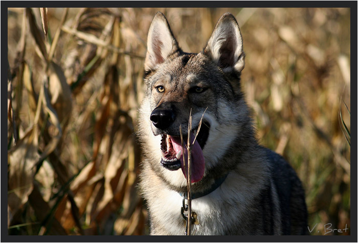 Hybride de loup Am&eacute;ricain crois&eacute; Chien Loup Tch&eacute;coslovaque langue pendante dans les ma&iuml;s