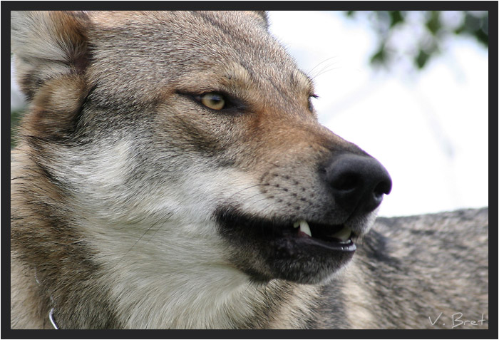 T&ecirc;te d'hybride de loup Am&eacute;ricain crois&eacute; Chien Loup Tch&eacute;coslovaque retroussant les babines