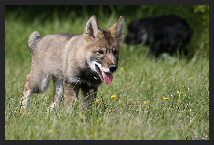 Jeune hybride de loup Am&eacute;ricain marchant dans l'herbe langue pendante, American Wolfdog