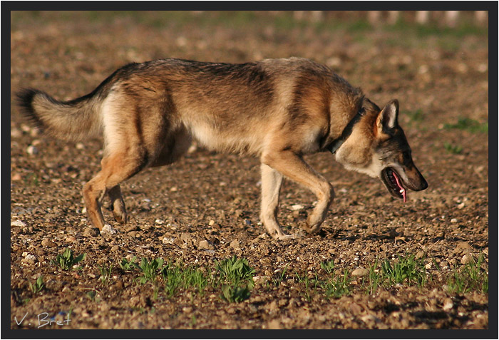 Hybride de loup Am&eacute;ricain crois&eacute; Chien Loup Tch&eacute;coslovaque marchant de profil