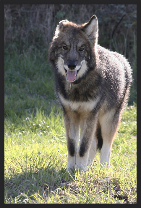 Jeune Hybride de loup Am&eacute;ricain debout de face, American Wolfdog