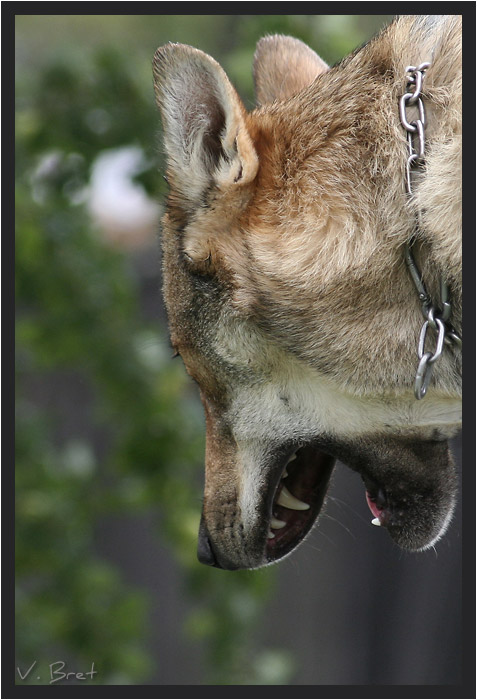 T&ecirc;te gueule ouverte de dos d'hybride de loup Am&eacute;ricain crois&eacute; Chien Loup tch&eacute;coslovaque