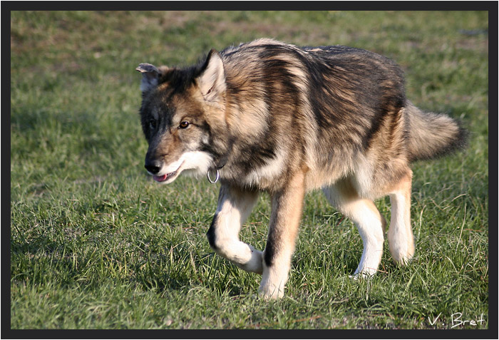Jeune Hybride de loup Am&eacute;ricain marchant dans l'herbe, American Wolfdog