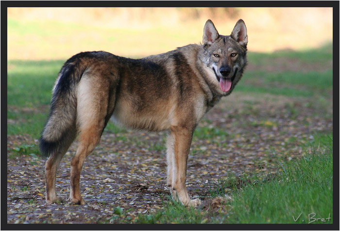 Hybride de loup Am&eacute;ricain crois&eacute; Chien Loup Tch&eacute;coslovaque debout profil droit